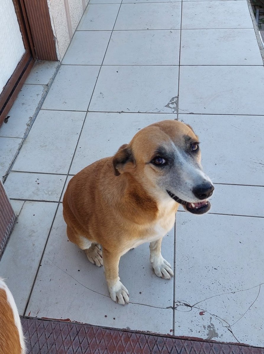 KIRIKHANpati's tweet photo. KÖPEĞİM DULİŞ 
8 NİSAN DA İZMİR/KEMALPAŞA DİMES MEVKİDE KAYBOLMUŞTUR😪 KAYBOLDUĞUNDA ÜSTÜNDE TASMASI YOKTUR.CİNSİYETİ DİŞİ 
ÇİPİ VARDIR SİSTEME KAYIP OLDUĞU BİLDİRİLMİŞTİR.
BELİRGİN ÖZELLİĞİ KUYRUĞU YARIM.GOREN OLURSA 05345033007 ULAŞABİLİRSİNİZ. 
KAHROLUYORUM LUTFEN PAYLAŞIN 🙏 https://t.co/hUxrn9wrcH
