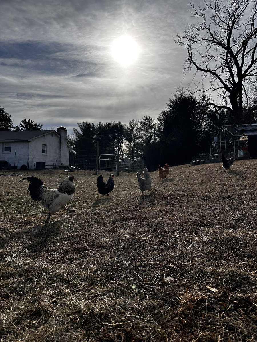 kmyva's tweet photo. Happy National Pets Day #gooddaydc 
Harry Styles (rooster), Joan Jett, Ariana Grande, Taylor Swift and Kesha https://t.co/Wruh0G8yAo