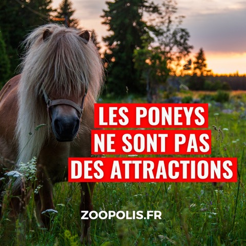 paz_zoopolis's tweet photo. #BaladesAponey : PAZ remercie @LaurentSOREL1 et @DouchkaMarkovic pour leurs interventions au #conseildeparis dans l'intérêt des animaux.🐴

Merci de prendre au sérieux la cause animale. https://t.co/7cVg6WPULY