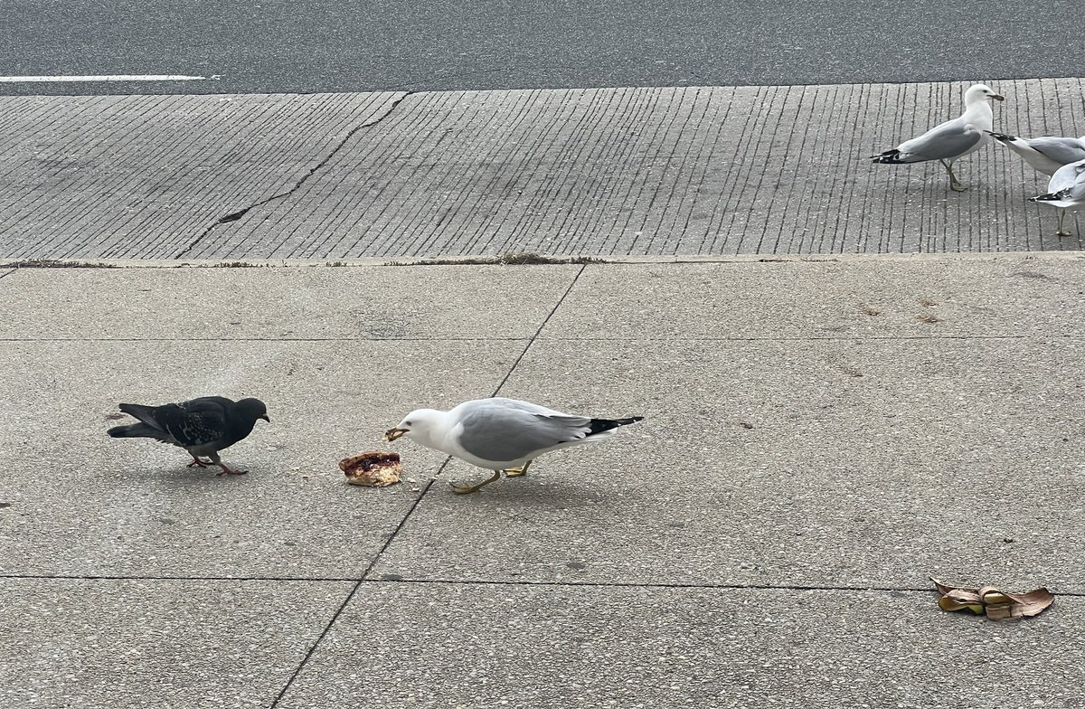 In Chicago, the birds eat deep-dish pizza. #SFB2025