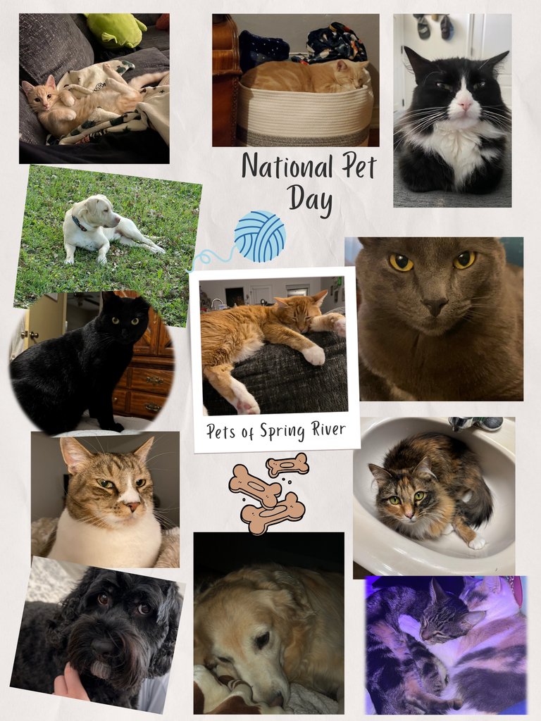 SRMHW's tweet photo. Happy National Pet Day! Meet the Pets of Spring River that bring our extraordinary SRMHW staff joy every day! 

#SRMHW #NationalPetDay #Pets #PetsofSpringRiver https://t.co/nss4PVWpz9