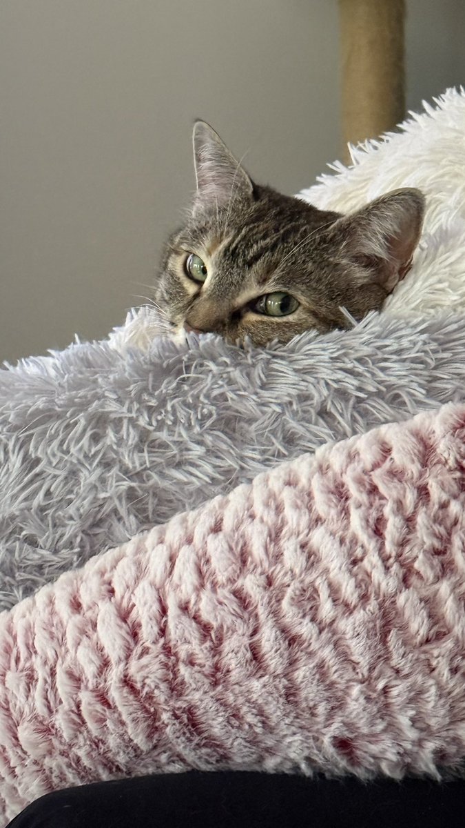 HazelandRemy's tweet photo. Remy: Treats?
Hazel: I’ll have mine shaken, not stirred. https://t.co/EdrRHxCxys