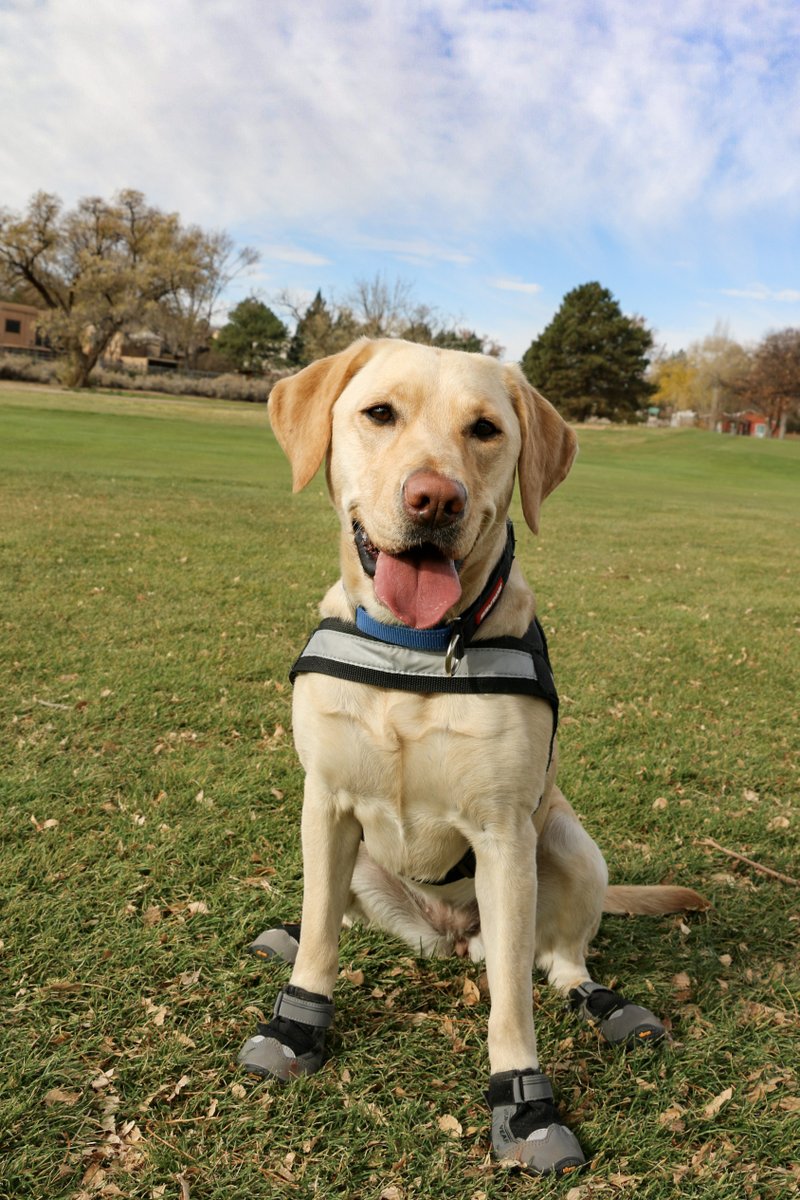 On National Pet Day,  we celebrate the incredible USMS K9 companions who dedicate their lives to service. 🐾 Their loyalty, courage, and unwavering devotion remind us of the true meaning of partnership.

#USMarshals #USMSK9 
#NationalPetDay