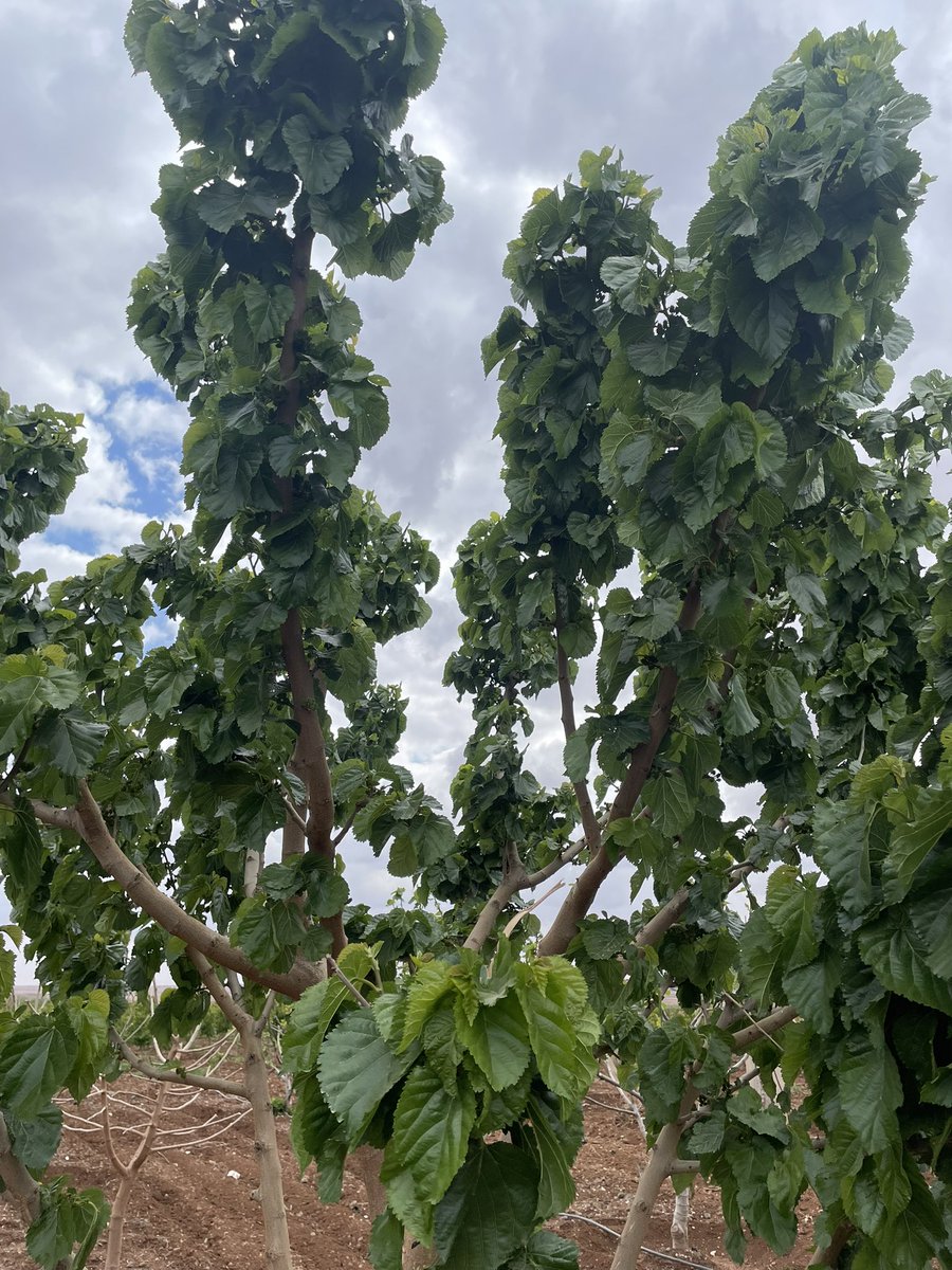 ترتيل tweet media