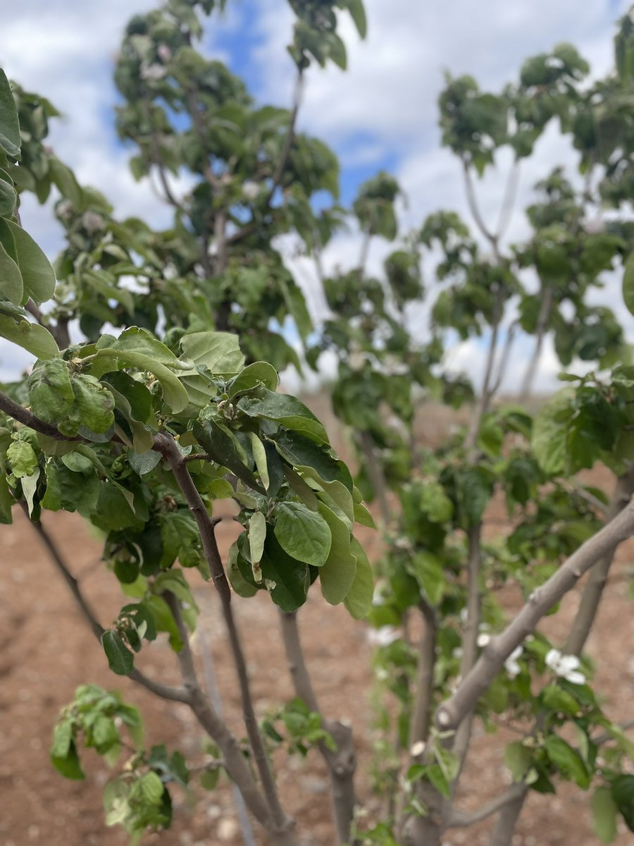 ترتيل tweet media