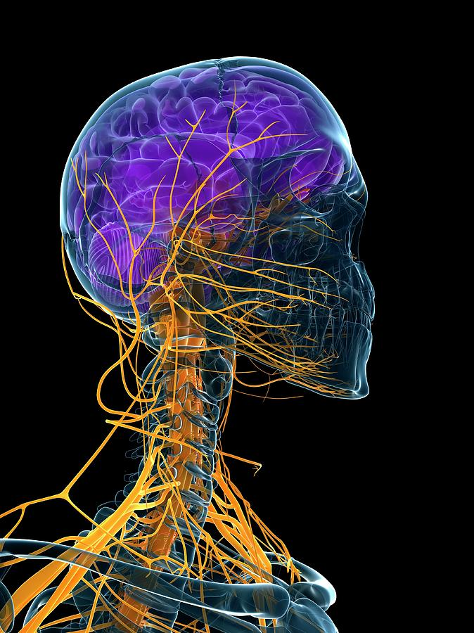 Nuestro sistema nervioso no evolucionó para soportar la estimulación constante.  

Sin embargo, el mundo actual nos inunda con estímulos constantes, lo que provoca una desregulación crónica.  

Para solucionarlo es necesario reiniciar el sistema nervioso.  

Y comienza con estos