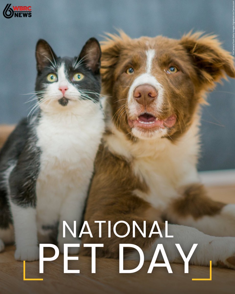 WBRCnews's tweet photo. Today is National Pet Day! https://t.co/zFBRXYwyL8