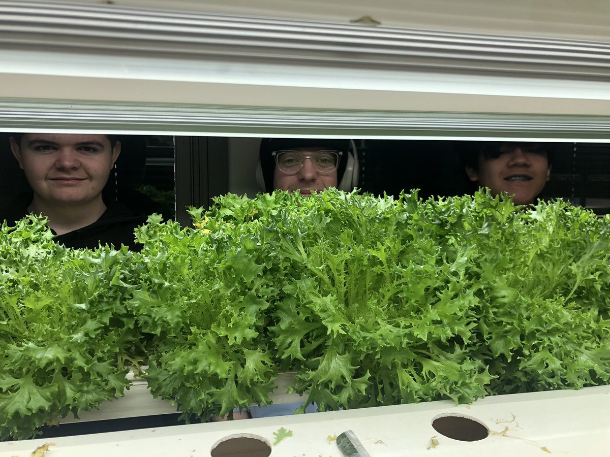 CableBiologyRHS's tweet photo. Horticulture students harvested our second round of 🥬 yesterday. The green crisp lettuce did excellent! https://t.co/echzIVvsvU