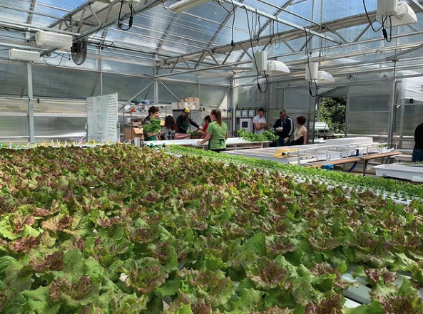 Joe Swartz (@hydroconsultant) on Twitter photo Is this a commercial #CEA greenhouse?
Is is a high school classroom?
(if you answered BOTH, then you would be correct!)
#CEADoneRight by our friends at HCOE in Eureka, CA. <a href="/AmHydro/">American Hydroponics</a> Is this a commercial #CEA greenhouse?
Is is a high school classroom?
(if you answered BOTH, then you would be correct!)
#CEADoneRight by our friends at HCOE in Eureka, CA. <a href="/AmHydro/">American Hydroponics</a>