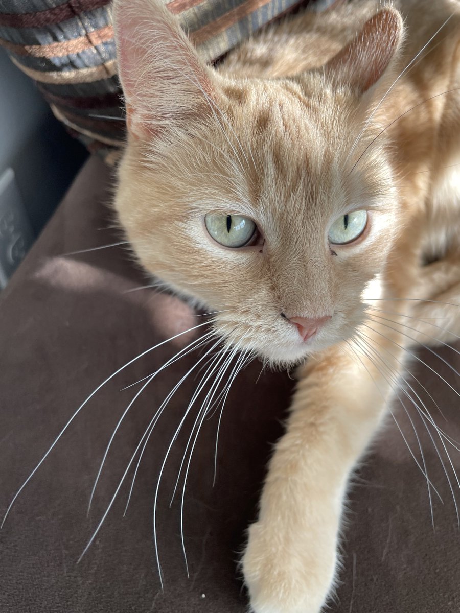 Tico Productions LLC tweet media