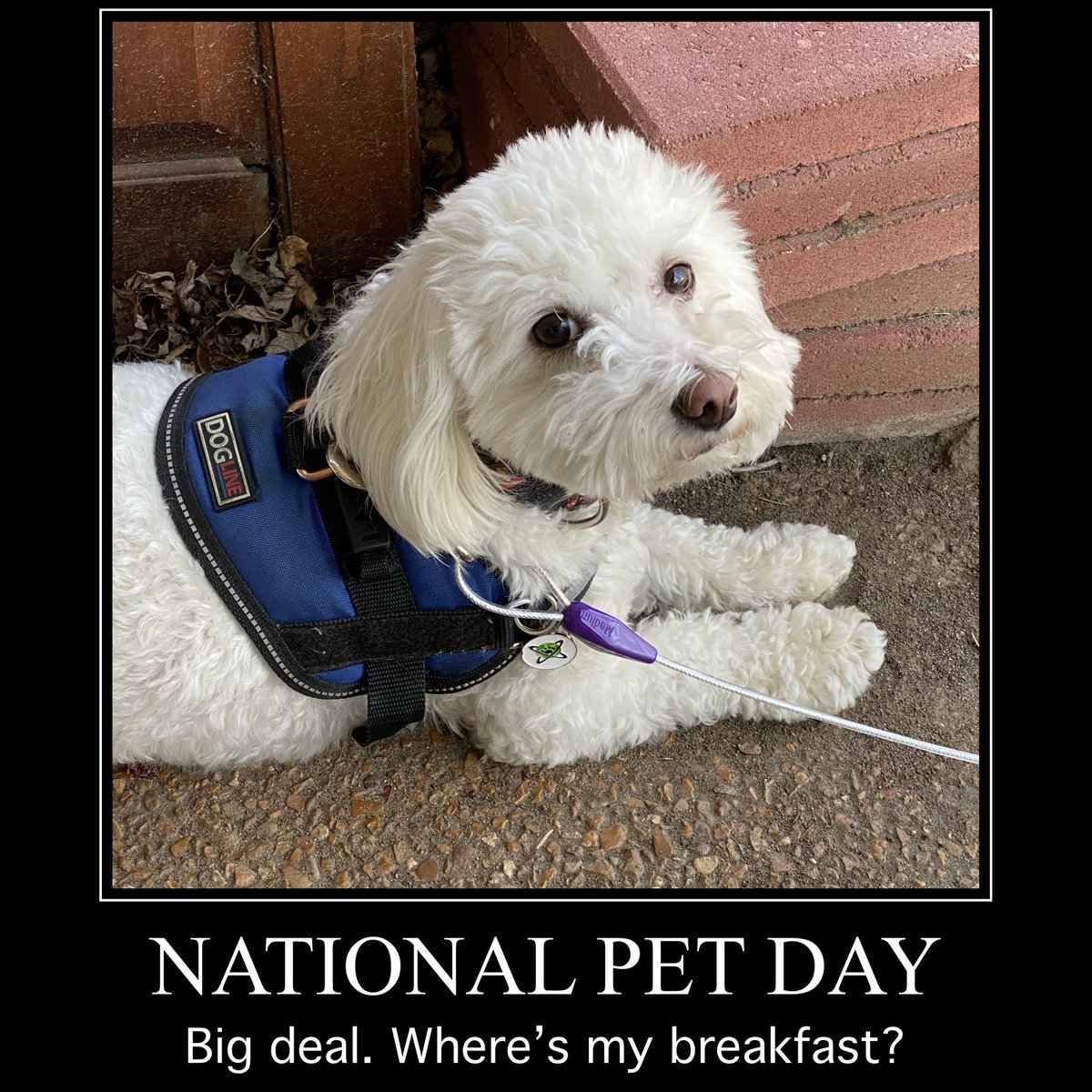 Geek_Boy_3's tweet photo. Happy National Pet Day from #Krypto the #Superdog! https://t.co/kQPHZsj1i6