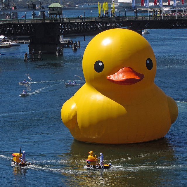 $DUCK tweet media