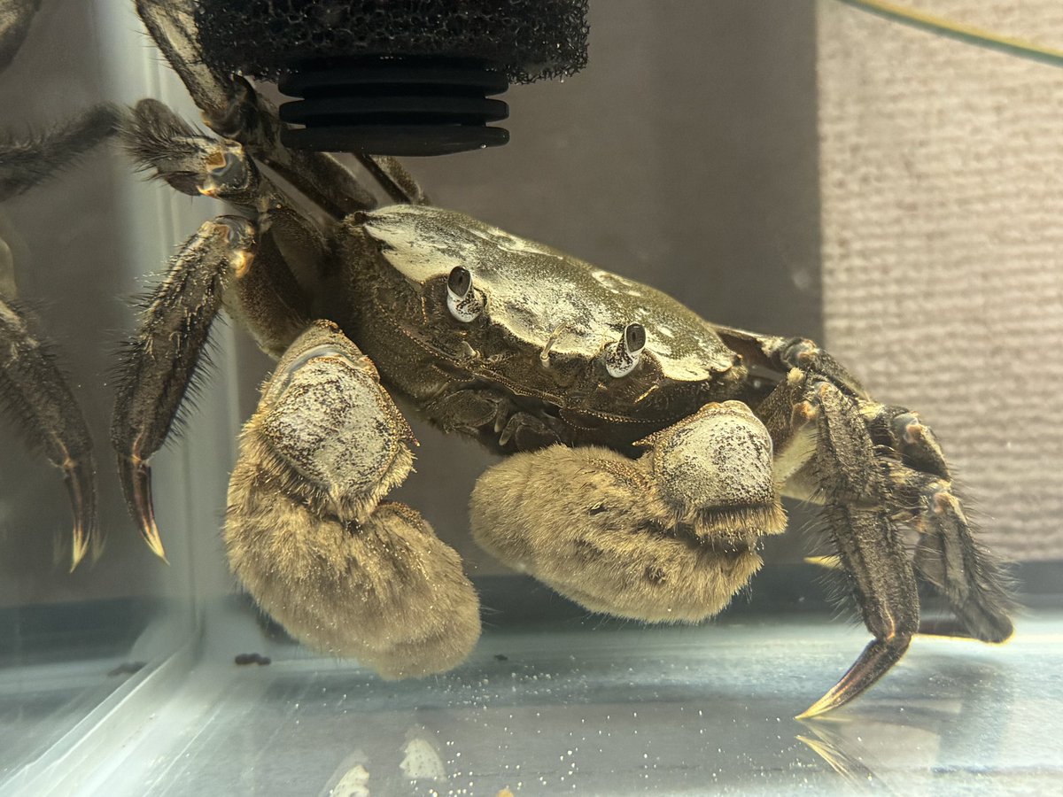 餌のタコの切り身を食べて満足したでっかに

毛がふさふさだ^_^

隠れたそうにしてるけど、物を入れると掃除が大変なんだよなぁ

どうしよかな