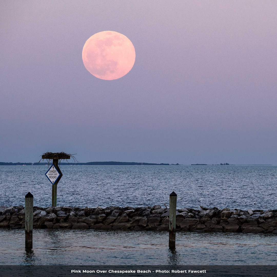 MarylandDNR's tweet photo. Tomorrow we will have a full Moon. The April full Moon is called the Pink Moon because that’s when moss pink, or creeping phlox blooms. Many coastal tribes knew it as the Fish Moon because it coincided with the spring shad spawning run. It will rise at 7:39pm and set around 6am. https://t.co/BuEyISYhhu
