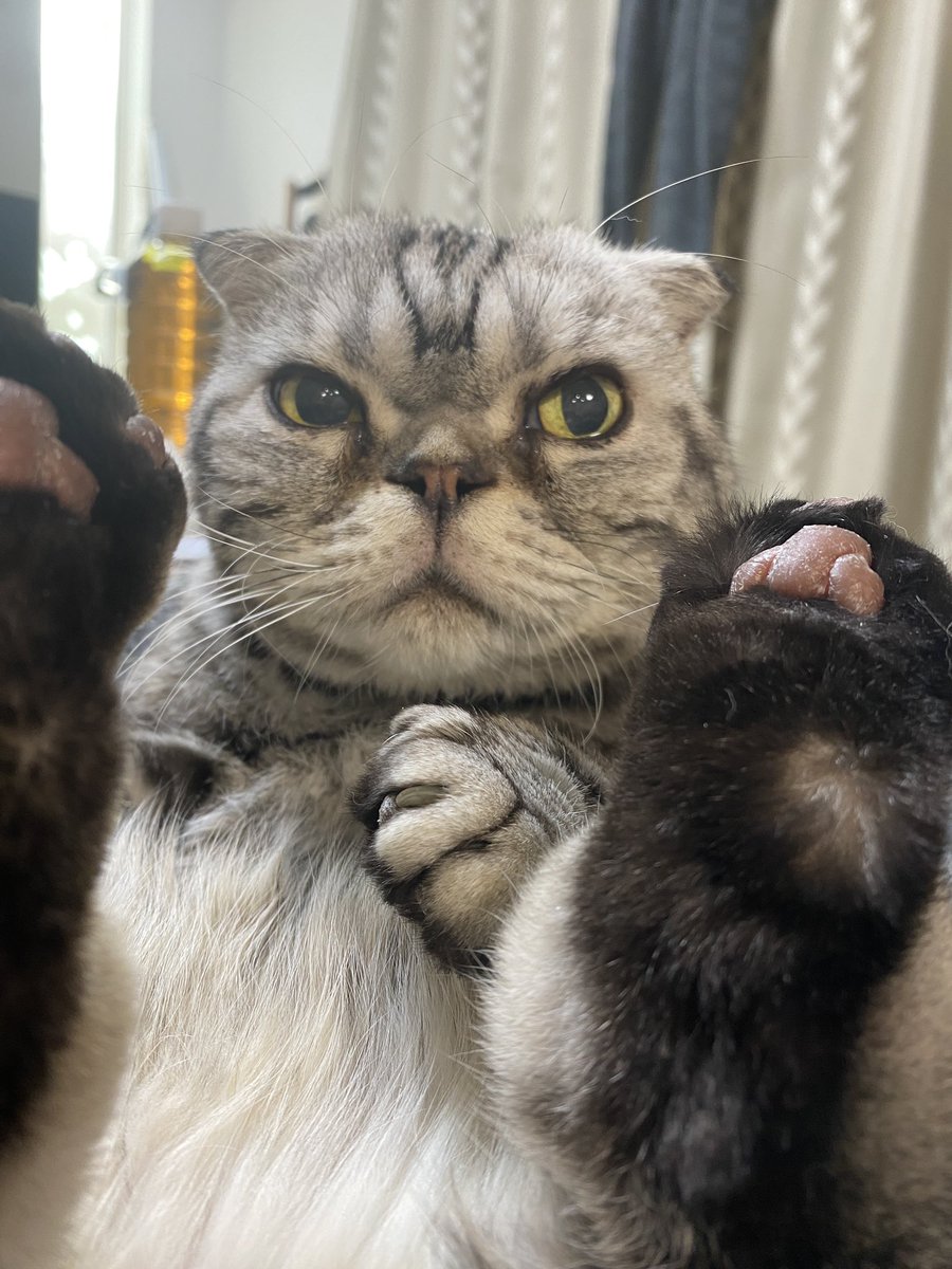 taco_emonemon's tweet photo. 猫が「寝ろ」と言いますゆえに💤 https://t.co/4kbK55HET3