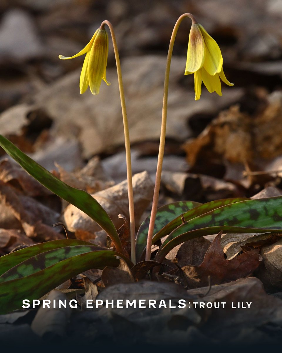 muskokawatershd's tweet photo. Get ready for Muskoka’s spring ephemerals—a fleeting burst of wildflower magic!

From late April to early June, catch trout lily, bloodroot, and Dutchman’s breeches before they vanish until next spring. 
.
.
.

#SpringEphemerals #MuskokaWildflowers #PollinatorPower #Muskoka https://t.co/cpW98BrLXZ