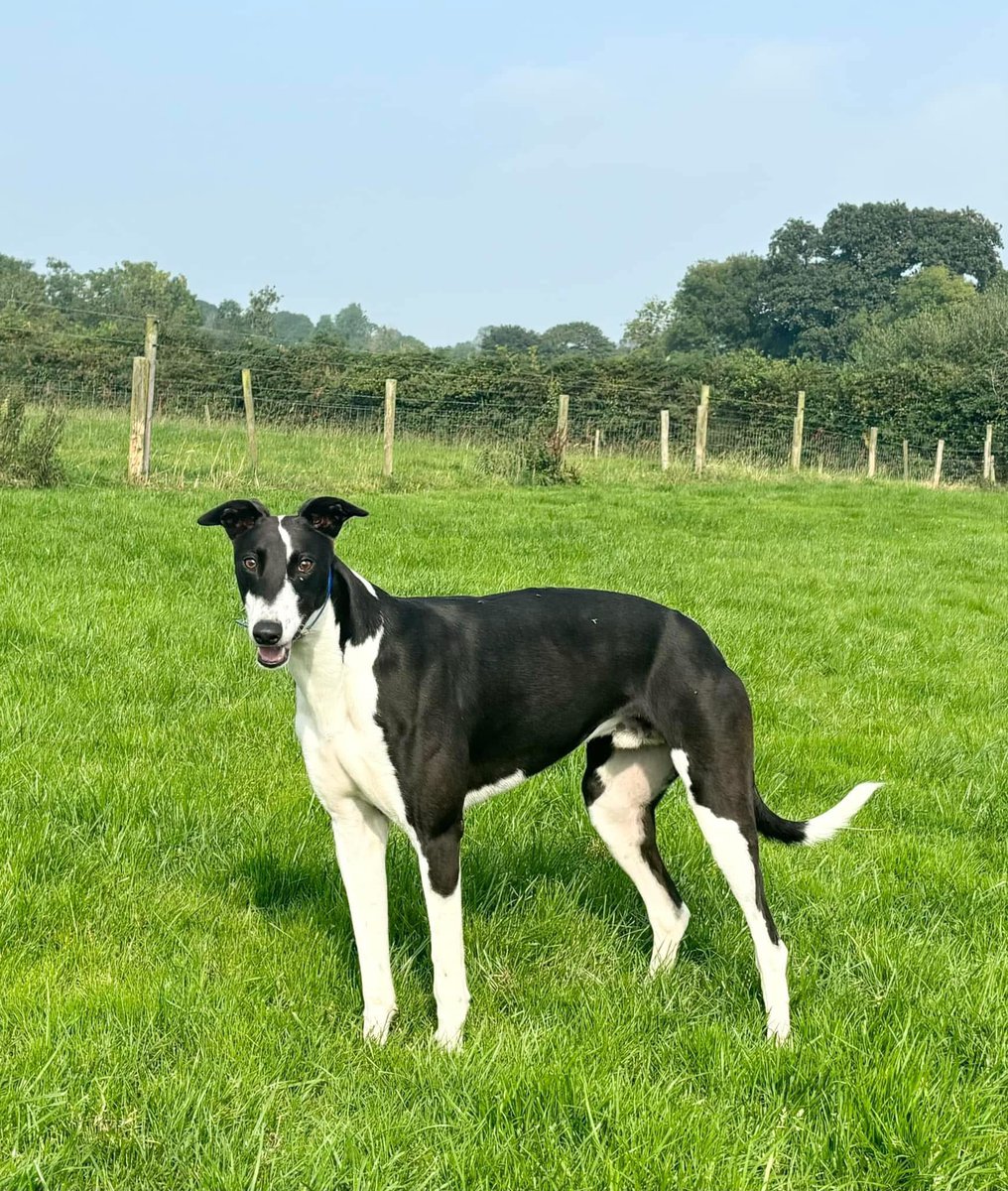 tiptophoncho's tweet photo. Tip Top Flash - newcastle from off the pace. 
ballyhimikin jet x Tip Top Taylor 
well done to all connections https://t.co/4hAZhfsfzC