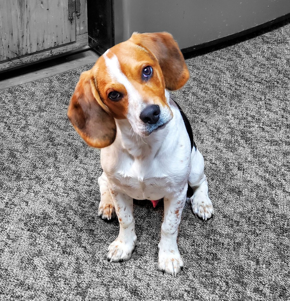 TiffanyNGroce72's tweet photo. On his first #nationalpetday Ruggie hopes everyone has a great Friday and upcoming weekend! 😀 
#beagles #beagle #beagleboy #beaglelife #beaglepup #beaglepuppy #beaglemom https://t.co/9kRX4qmGvh