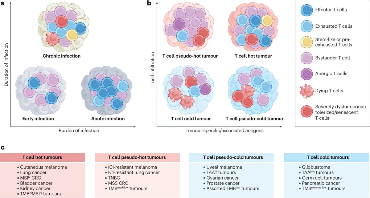 Lorenzo Galluzzi (@deadoc80) on Twitter photo Happy to share our recent take on #Tcell #exhaustion in #cancer and #infection, now out at <a href="/NatRevImmunol/">Nature Rev Immunol</a>. Kudos to <a href="/AbhishekDGarg/">Cell Stress & Immunity (CSI) Lab</a> for taking the lead here, and to our co-authors offtwitter(?)!! Available at rdcu.be/ehm67 <a href="/FoxChaseCancer/">Fox Chase Cancer Center</a> Happy to share our recent take on #Tcell #exhaustion in #cancer and #infection, now out at <a href="/NatRevImmunol/">Nature Rev Immunol</a>. Kudos to <a href="/AbhishekDGarg/">Cell Stress & Immunity (CSI) Lab</a> for taking the lead here, and to our co-authors offtwitter(?)!! Available at rdcu.be/ehm67 <a href="/FoxChaseCancer/">Fox Chase Cancer Center</a>