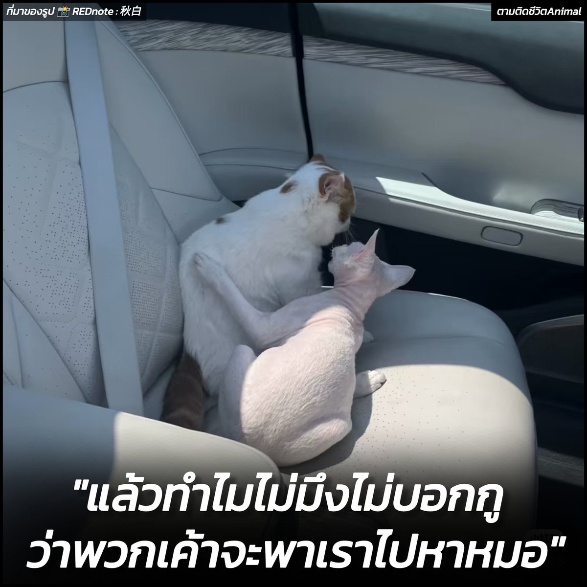 AnimalFW_TH's tweet photo. คือกูก็เพิ่งรู้พร้อมมึงเนี่ยแหละเพื่อน 🥹
อาณาจักรสัตว์โลก มีม&สาระ By ตามติดชีวิตAnimal 
เจ้าของแิบถ่ายภาพเจ้าเหมียวสองตัวหลังจากออกจากคลินิกสัตวแพทย์ เหมียวตัวหนึ่งก็รีบเข้าไปกอดคอเพื่อนแน่น เหมือนจะบอกว่า "กูไว้ใจมึงนะ แต่ครั้งหน้าเตือนกูหน่อยก็ได้ว่าเค้าจะพาเราไปหาหมอ" 😤

ส่วนเจ้าเหมียวอีกตัวที่ทำตัวไม่ถูกเหมือนกันก็ได้แต่ก้มหน้าก้มตา ถ้าพูดได้น้องก็คงจะบอกเพื่อน "กูก็เพิ่งรู้พร้อมมึงนี่แหละ" 🥹

เรียบเรียง 🖋️ แอดเพา
ที่มาของรูป 📸 REDnote : 秋白