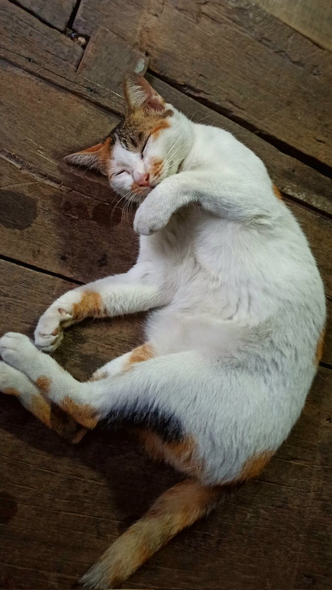 TummuCAT's tweet photo. แมวเป้า 😼 https://t.co/izGErI0FJl
