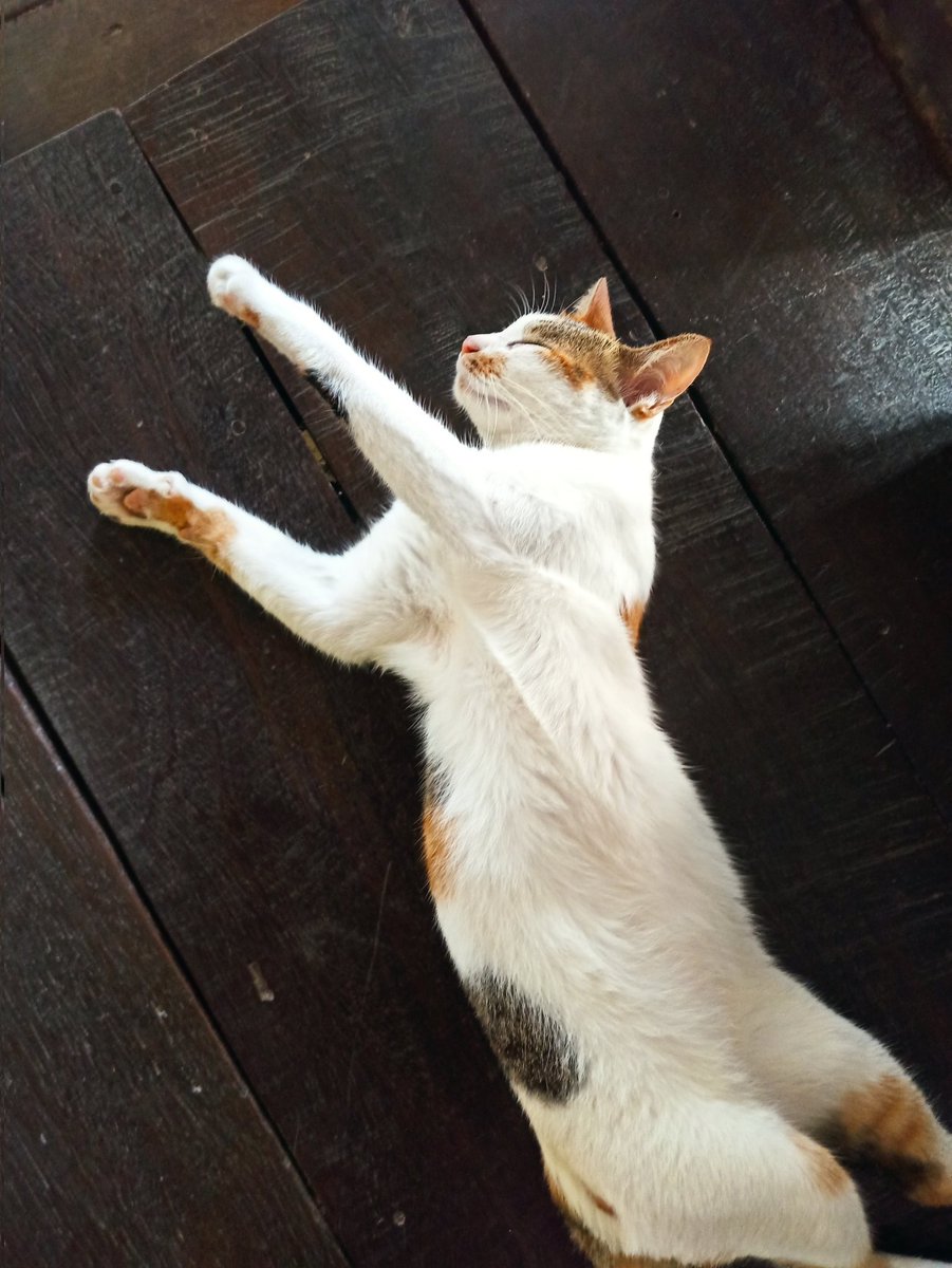 TummuCAT's tweet photo. แมวเป้า 😼 https://t.co/izGErI0FJl