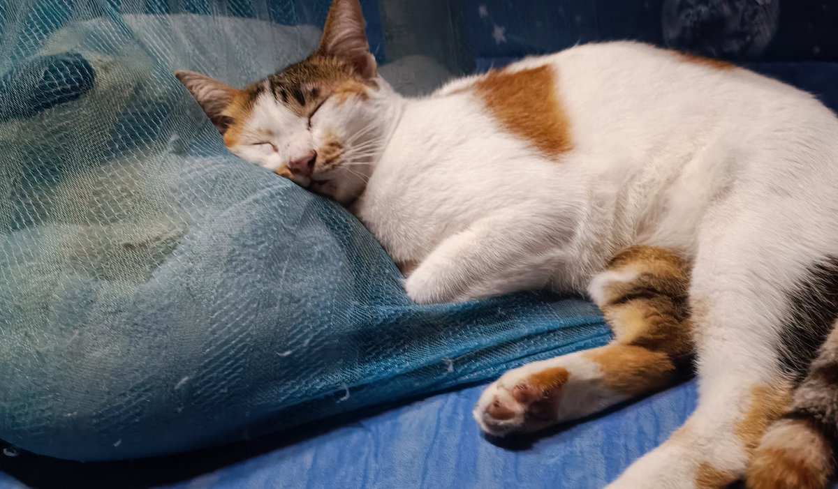 TummuCAT's tweet photo. แมวเป้า 😼 https://t.co/izGErI0FJl