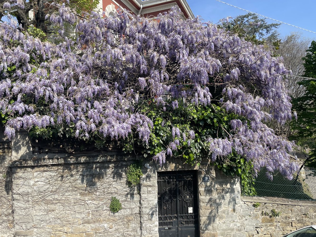 DiscoverTrieste's tweet image. Tram de Opcina ❤️
#springishere #discovertrieste