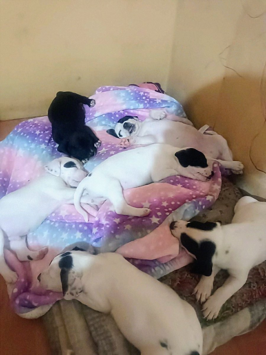 En adopción preciosos cachorritos de un mes y medio de edad, desparasitados y con su primera vacuna.

Contacto al WhatsApp +56 9 8493 1197. #Quilpué #Viña #Valparaíso