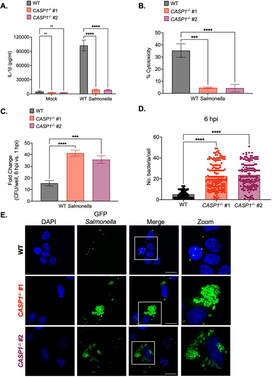 Penn Medicine CSO (@pennmedcso) on Twitter photo Inflammasomes & cytosolic Salmonella replication ft. <a href="/Marisa_Egan11/">Dr. Marisa Egan</a>, <a href="/eaorou/">Emily O'Rourke</a>, Tabitha Demissie, Emma Hunter, <a href="/antoniabass/">Antonia Bass</a>, <a href="/SunnyShinLab/">Dr. Sunny Shin</a> (<a href="/PennMicro/">Penn Microbiology</a>), <a href="/MageswaranKumar/">Shrawan Kumar Mageswaran</a>, Biao Zuo, Inna Martynyuk, <a href="/yiweichang/">Yi-Wei Chang</a> (@BB_Upenn) & <a href="/BrodskyIgor/">Igor Brodsky</a> (@PennVet) elifesciences.org/articles/90107 Inflammasomes & cytosolic Salmonella replication ft. <a href="/Marisa_Egan11/">Dr. Marisa Egan</a>, <a href="/eaorou/">Emily O'Rourke</a>, Tabitha Demissie, Emma Hunter, <a href="/antoniabass/">Antonia Bass</a>, <a href="/SunnyShinLab/">Dr. Sunny Shin</a> (<a href="/PennMicro/">Penn Microbiology</a>), <a href="/MageswaranKumar/">Shrawan Kumar Mageswaran</a>, Biao Zuo, Inna Martynyuk, <a href="/yiweichang/">Yi-Wei Chang</a> (@BB_Upenn) & <a href="/BrodskyIgor/">Igor Brodsky</a> (@PennVet) elifesciences.org/articles/90107