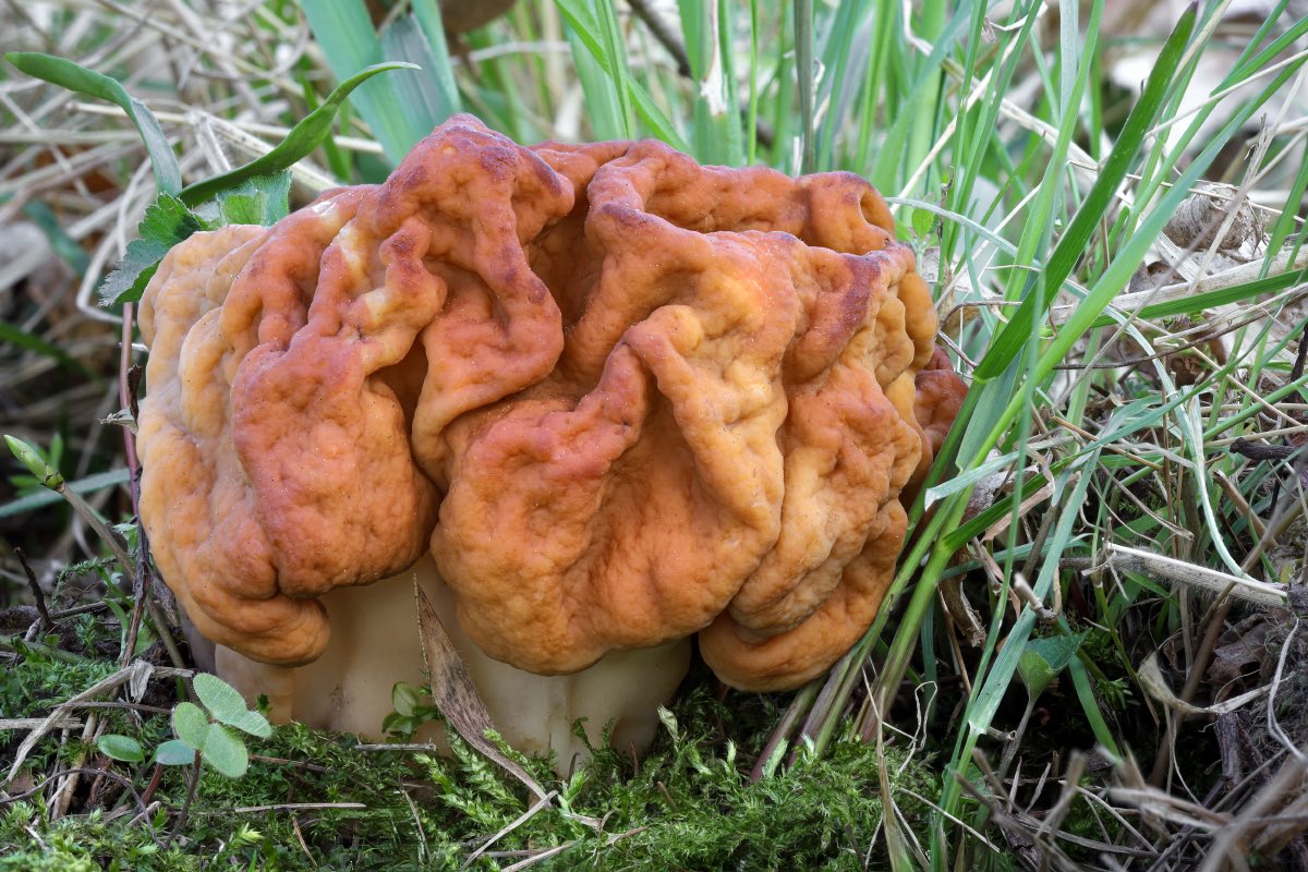 Jaroslav Macháček tweet media