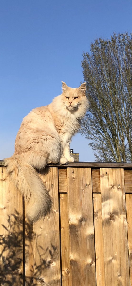 WillySA59's tweet photo. @buitengebieden Enjoying the morning sun ☀️ https://t.co/kB3rJXpdGG