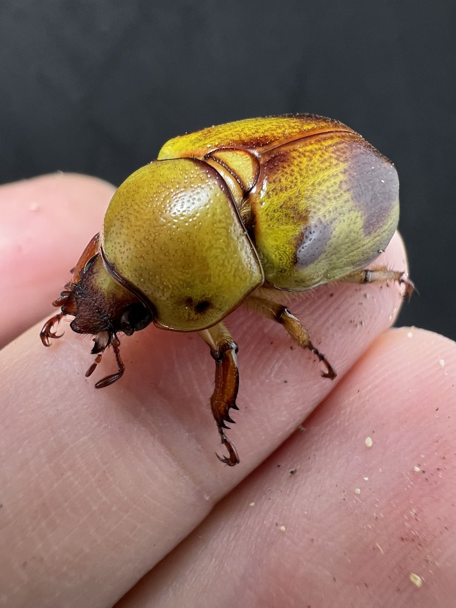 beetle_z's tweet photo. Fruhstorferi sexmaculata

#BEETLEZ 
#Beetlezสวรรค์ของคนรักด้วง https://t.co/tl6kzQGI4m