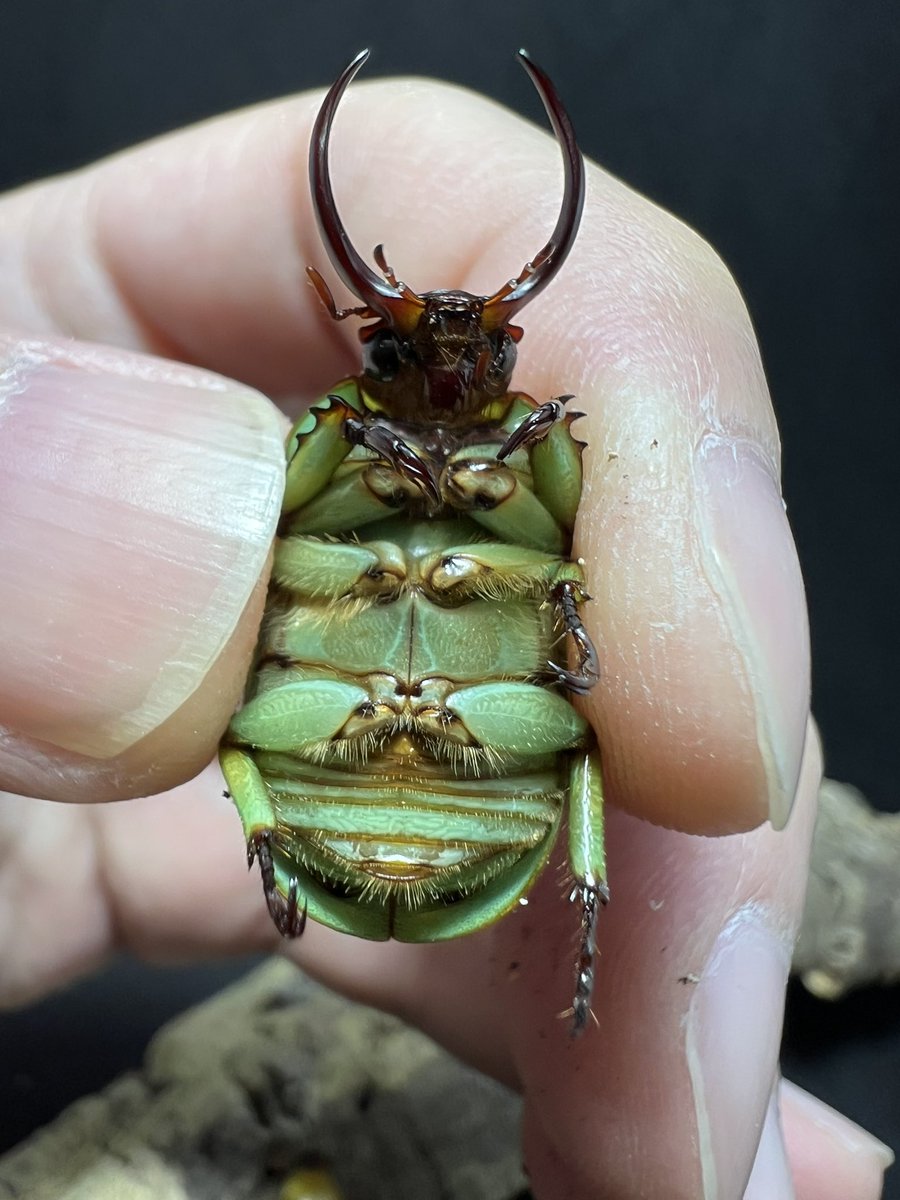 beetle_z's tweet photo. Fruhstorferi sexmaculata

#BEETLEZ 
#Beetlezสวรรค์ของคนรักด้วง https://t.co/tl6kzQGI4m