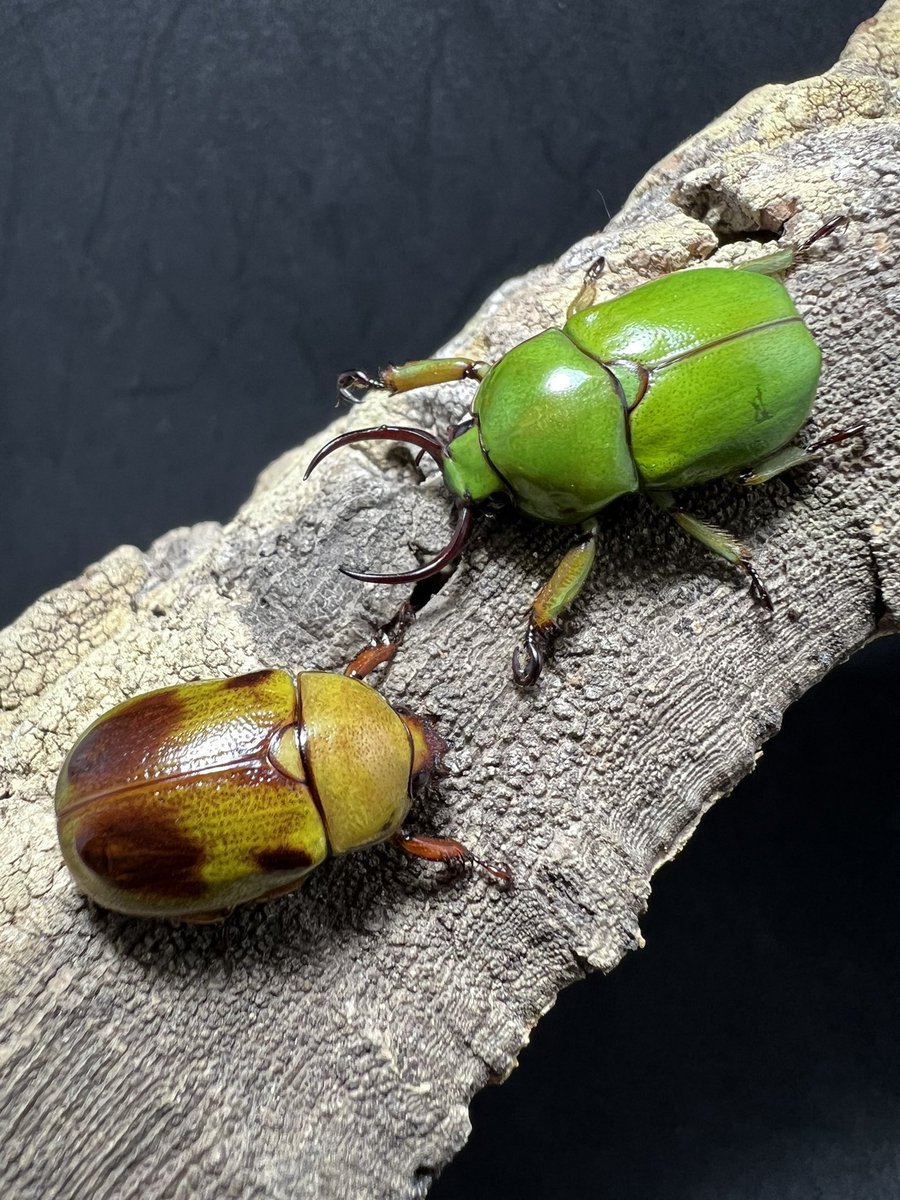 beetle_z's tweet photo. Fruhstorferi sexmaculata

#BEETLEZ 
#Beetlezสวรรค์ของคนรักด้วง https://t.co/tl6kzQGI4m