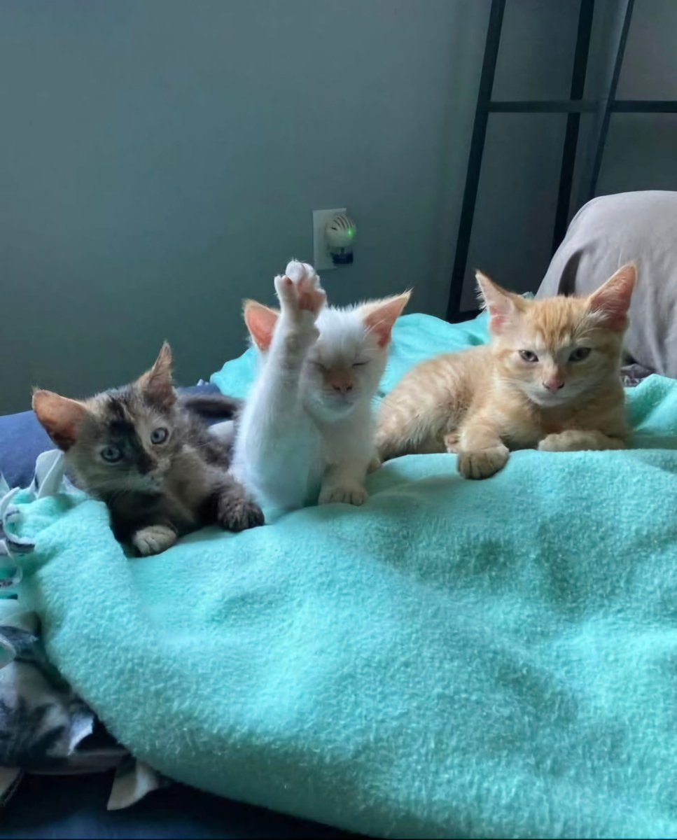 ShouldHaveCat's tweet photo. he has a question https://t.co/A3tvMT7HIL