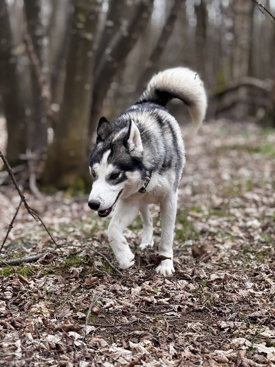 StepBroSteve's tweet image. Ma little doggy’s