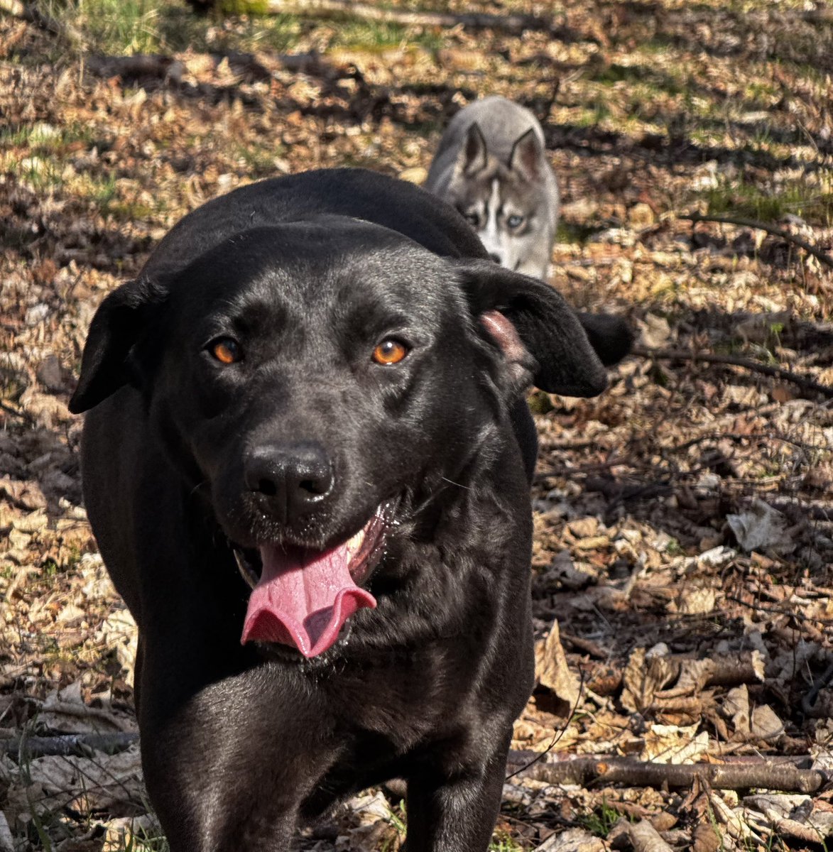 StepBroSteve's tweet image. Ma little doggy’s