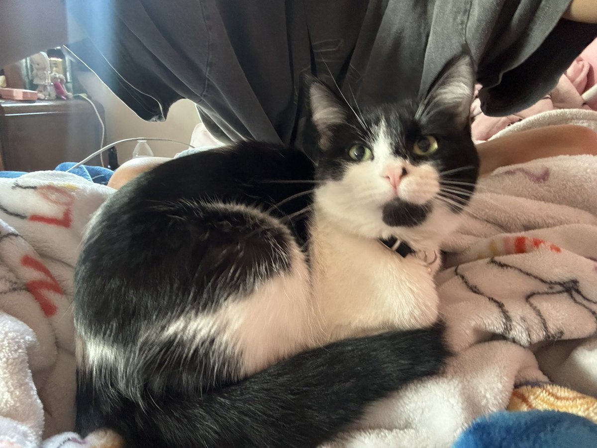 gasstationcarts's tweet image. she is 1 next month!! she will be small forever. #runtgirl #kittengirl #kittenforever