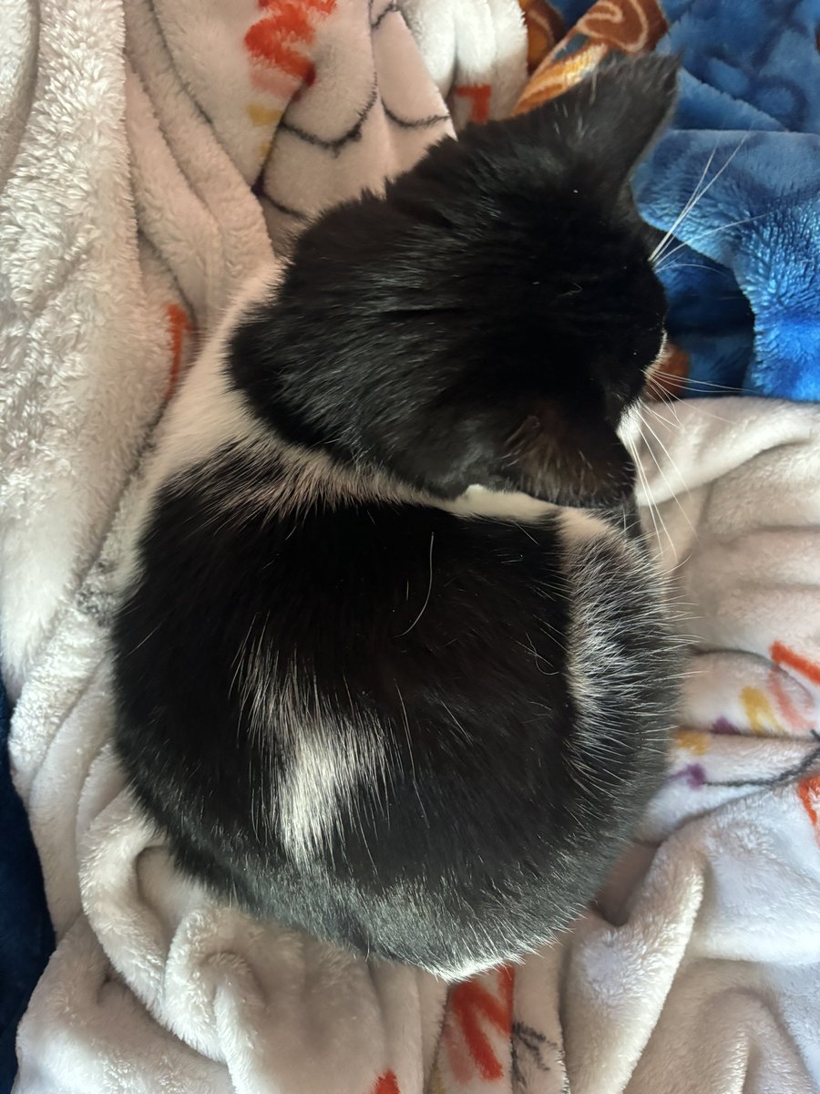 gasstationcarts's tweet image. she is 1 next month!! she will be small forever. #runtgirl #kittengirl #kittenforever