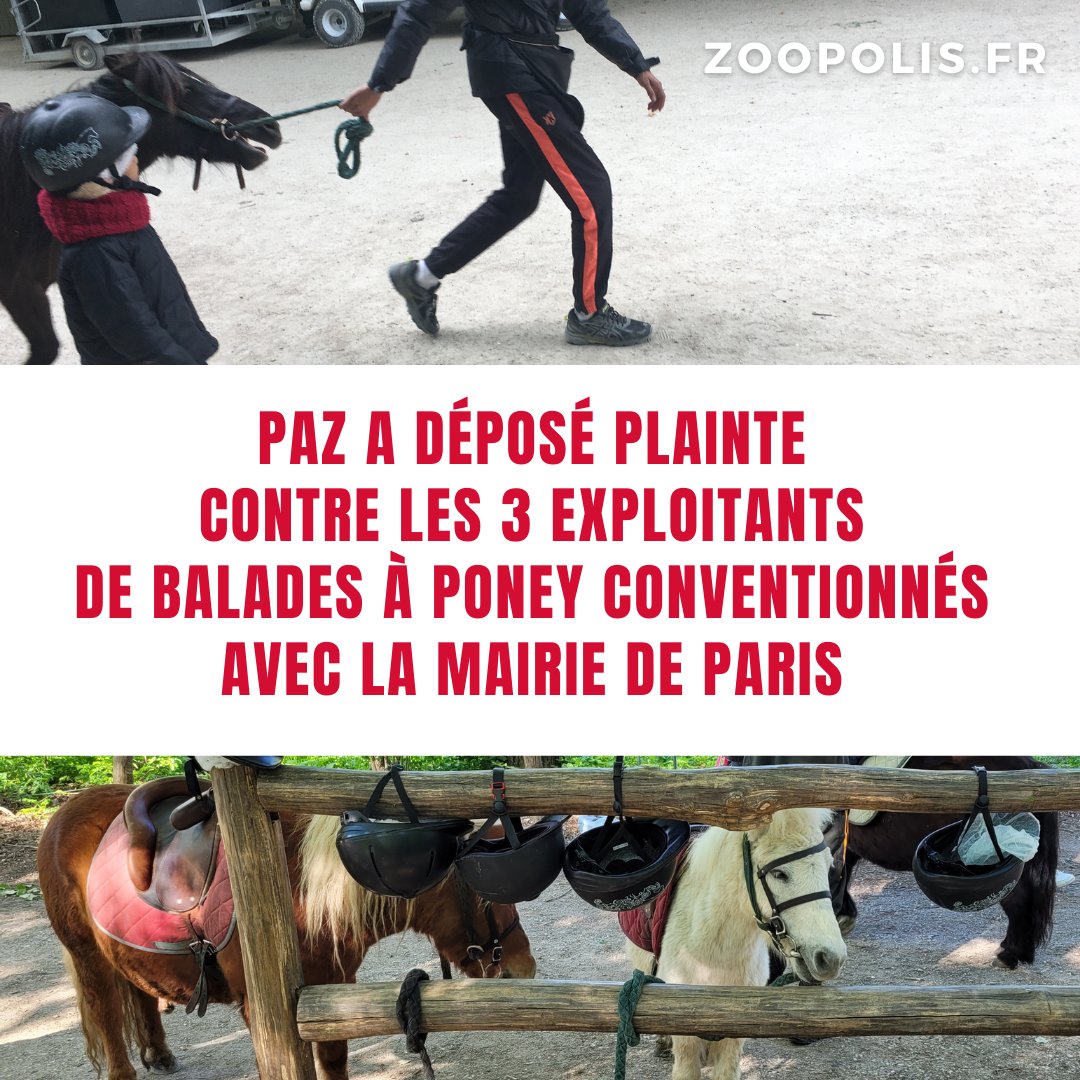 paz_zoopolis's tweet photo. #conseildeParis Quel est le point commun entre @GroupePEC @EluesPCFParis @DemainParis16 @LesEcolos_Paris ?
Main dans la main pr défendre le business des poneys. Et bien sûr, tous critiquent les #BaladesAponey d'avant dans les parcs tout en ayant jamais soutenus la résiliation🤯😵‍💫 https://t.co/rwUQ2wn8pG