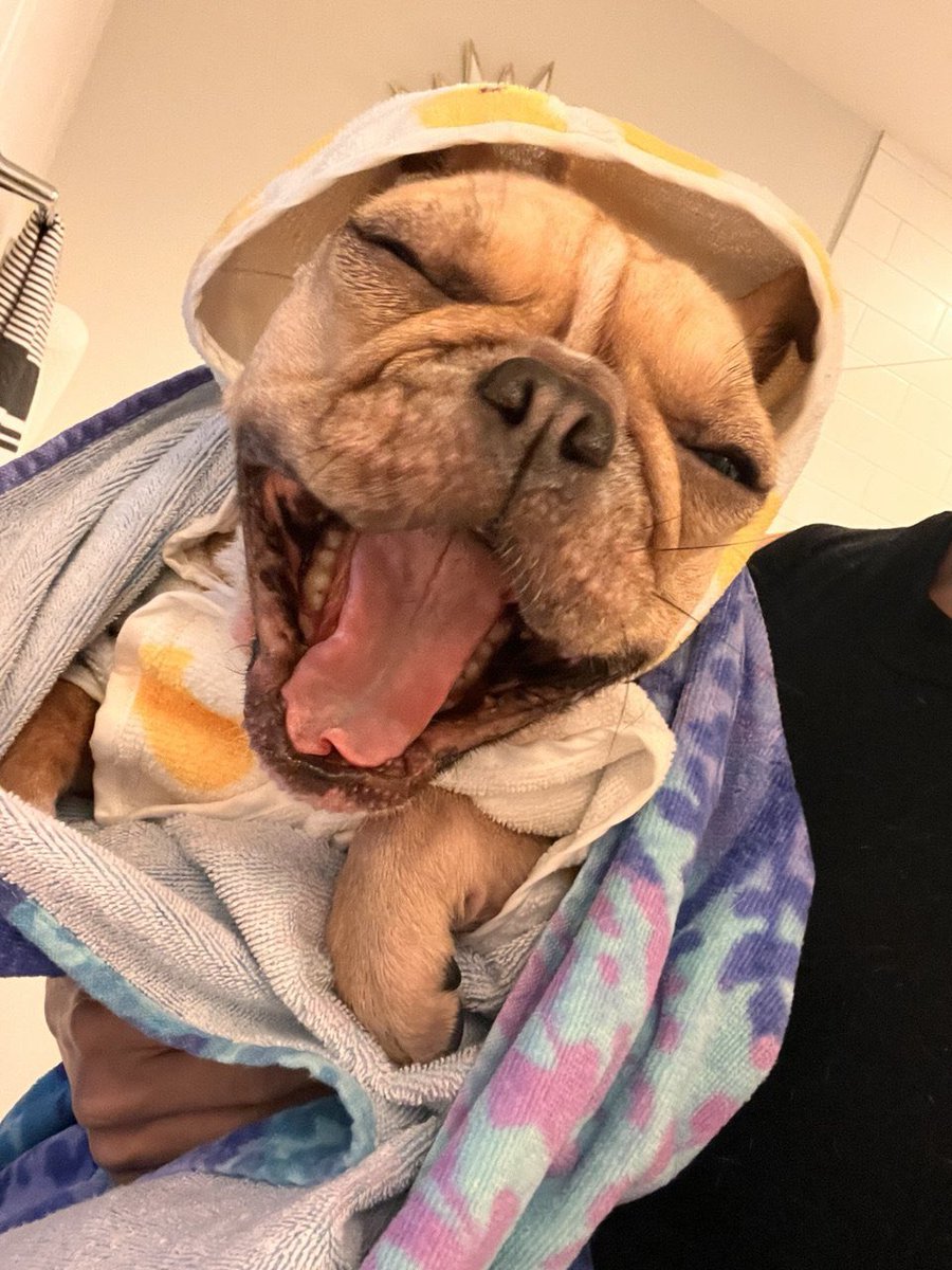 She’s here. She’s bullish. 
$MISA•ALWAYS•BULLISH now live on @funkybit_fun