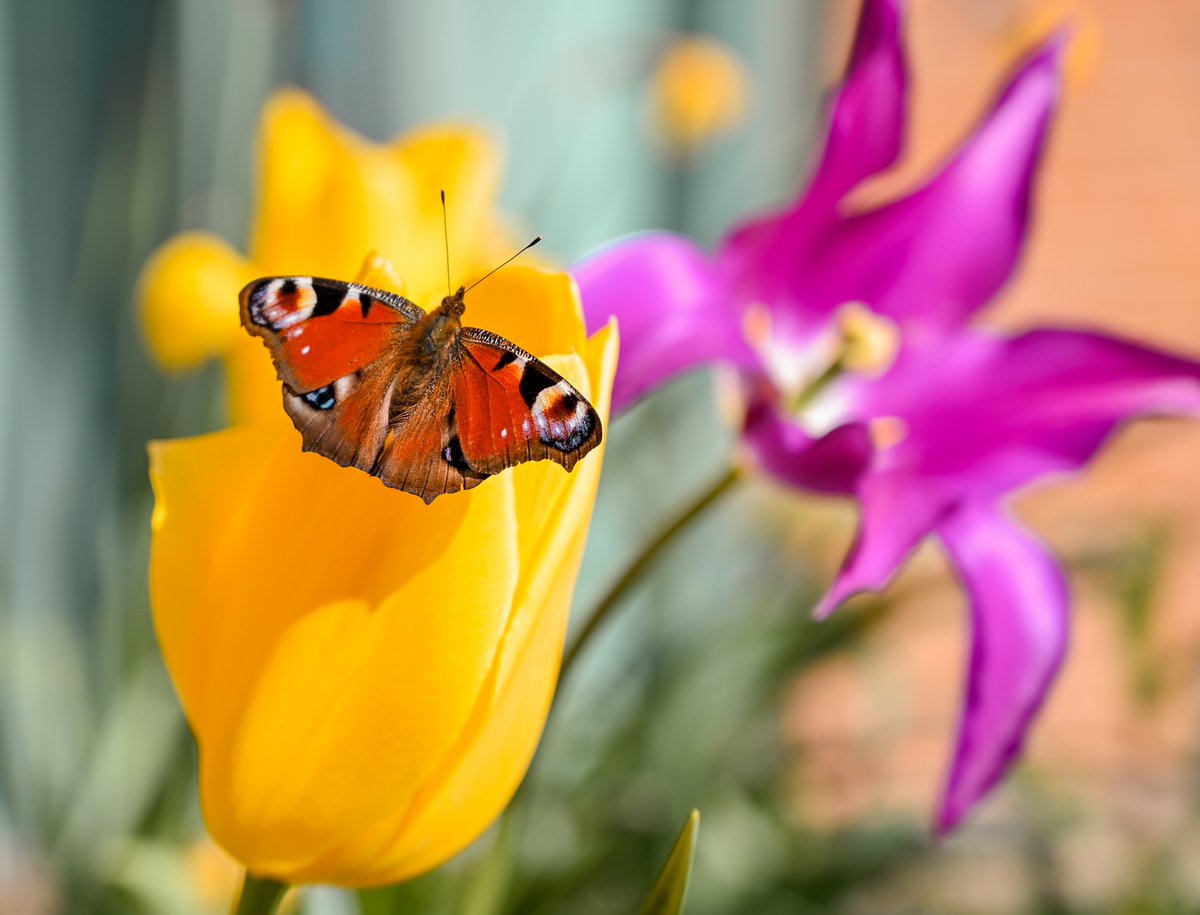 Last week not only brought some beautiful weather but some beautiful wildlife too, like this Peacock butterfly found on a tulip at our H B Allen Centre 🦋