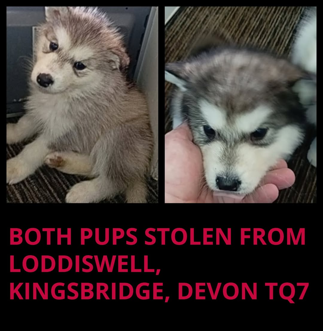 Please retweet to help find 2 stolen puppies #DEVON #UK 🐶🐶💔💔
BOTH PUPPIES STOLEN ON 1ST APRIL FROM #LODDISWELL, #KINGSBRIDG #TQ7 
DETAILS
doglost.co.uk/dog-blog.php?d…
doglost.co.uk/dog-blog.php?d…
197531/197544
Status Stolen
Registered 05 Apr 2025
Name NO NAME
Gender &amp; Breed Female &amp;