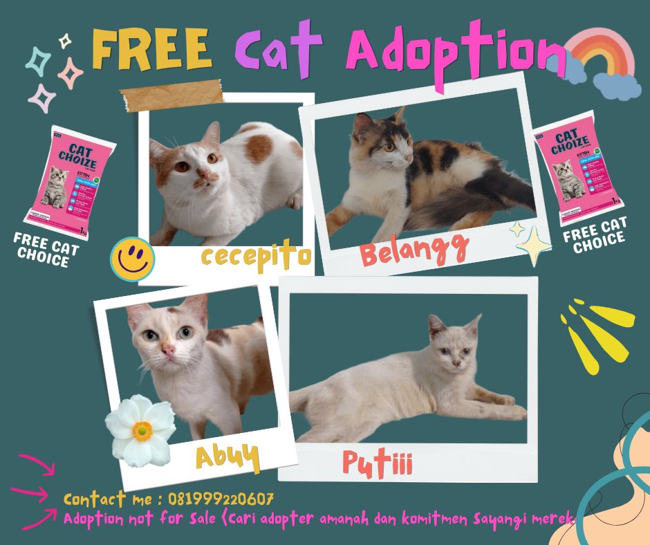 icha42808171's tweet photo. open adopsi gratis bisa bantu antar kalo dekat, lokasi surabaya #openadopsikucing #openadopsisurabaya #openadopsikucingsurabaya #catlovers https://t.co/bQOU62bnr1