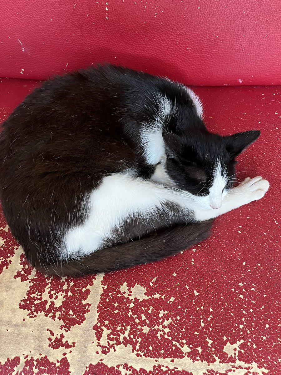 Fas’da uyuyan kedi