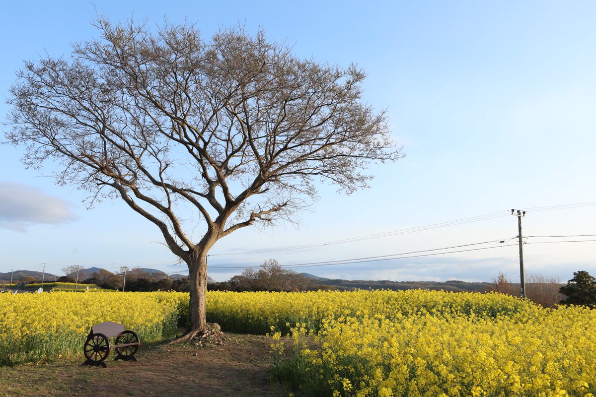 W10Hfp's tweet photo. 大分の豊後高田市、何回か行ったことあるけど、こんなにも見事な菜の花畑があるなんて知らなかったよ(☆[]☆) https://t.co/ixWKTJCPYn