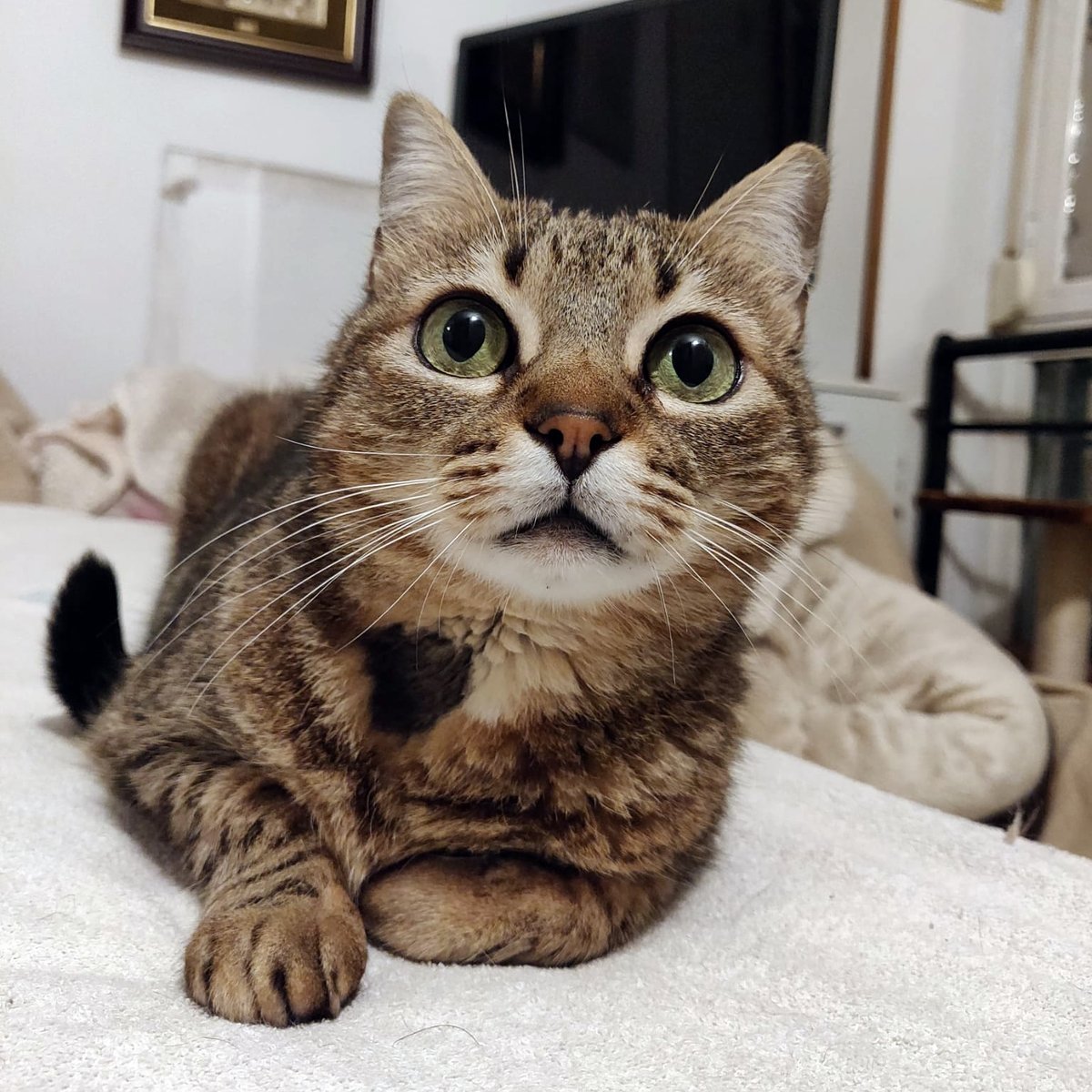 FaunaenCasa's tweet image. Alfombrilla y Puntillo 🐱🐱 tienen 15 y 13 años, son los eternos invisibles. Ambos fueron muy felices con su humano, pero ya no está con nosotros. Les ha costado superarlo, son amor puro, cariñosos y muy nobles. #Adopta en @ADAAColmenar en #Madrid +info en bit.ly/2Ogmca4