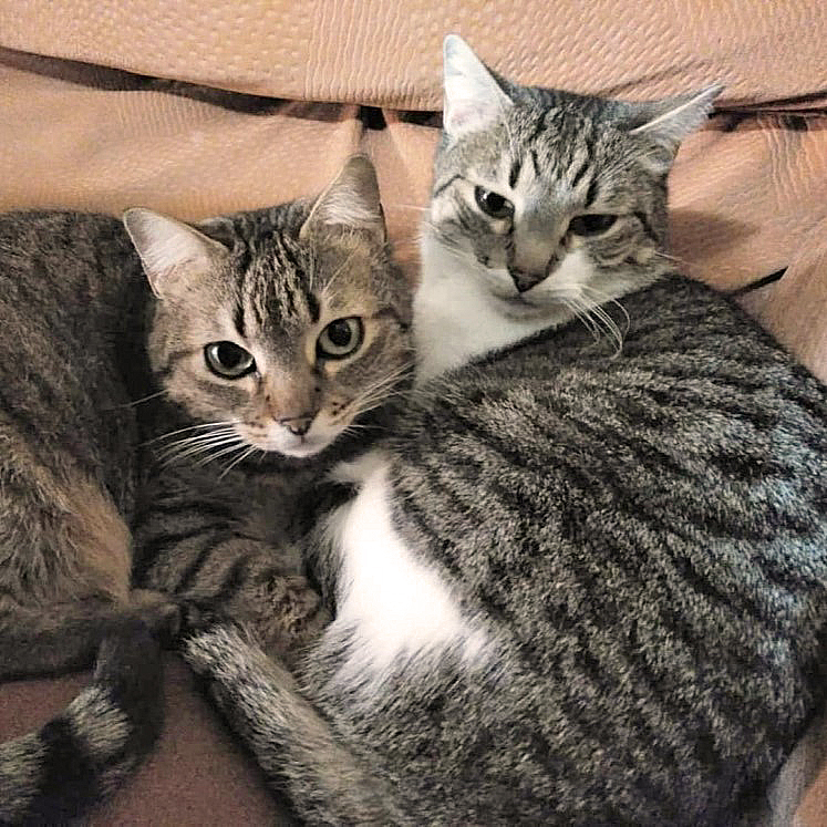 FaunaenCasa's tweet image. Alfombrilla y Puntillo 🐱🐱 tienen 15 y 13 años, son los eternos invisibles. Ambos fueron muy felices con su humano, pero ya no está con nosotros. Les ha costado superarlo, son amor puro, cariñosos y muy nobles. #Adopta en @ADAAColmenar en #Madrid +info en bit.ly/2Ogmca4