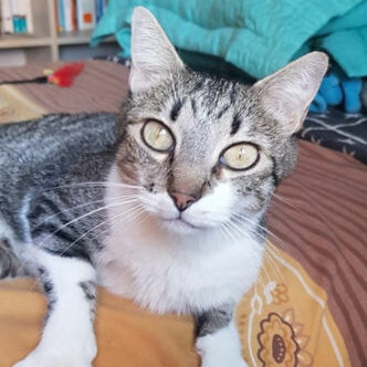 FaunaenCasa's tweet image. Alfombrilla y Puntillo 🐱🐱 tienen 15 y 13 años, son los eternos invisibles. Ambos fueron muy felices con su humano, pero ya no está con nosotros. Les ha costado superarlo, son amor puro, cariñosos y muy nobles. #Adopta en @ADAAColmenar en #Madrid +info en bit.ly/2Ogmca4